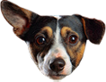 Hond