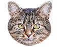 Kat