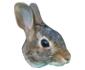 Knaagdieren