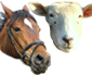 Paard en Vee