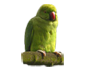 Vogels