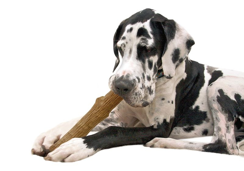 Petstages Dogwood Stick voor honden