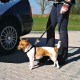 Wandel- en Autoharnas met Gordel voor de hond