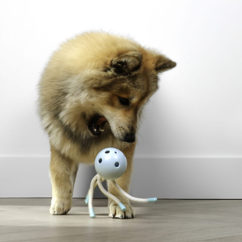 Kauwspeelgoed Milo hond | Goedkoop | Ruim assortiment