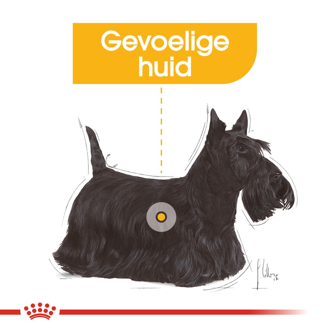 Royal Canin Mini Dermacomfort hondenvoer