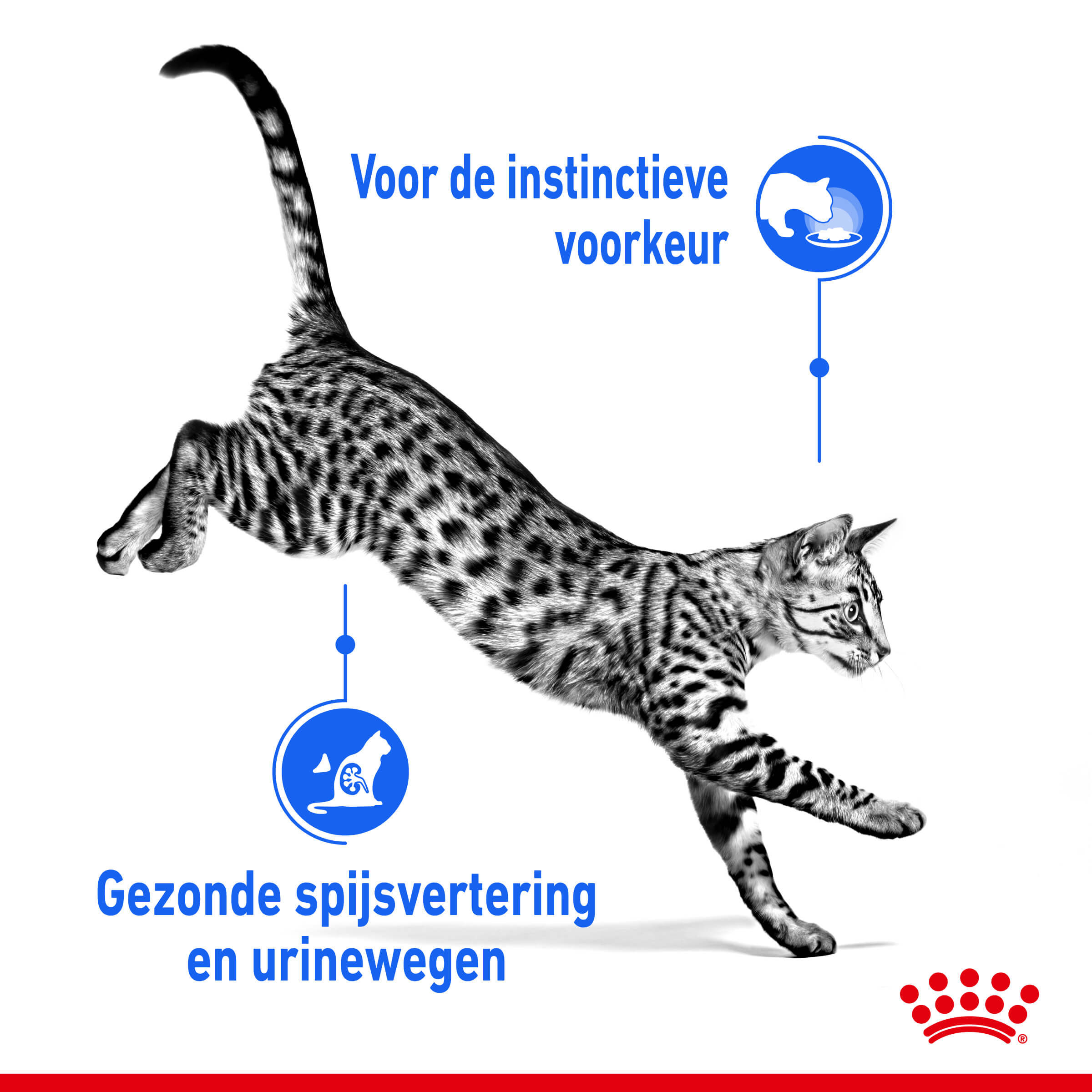 Royal Canin Indoor Sterilised in Gravy kattenvoer x12