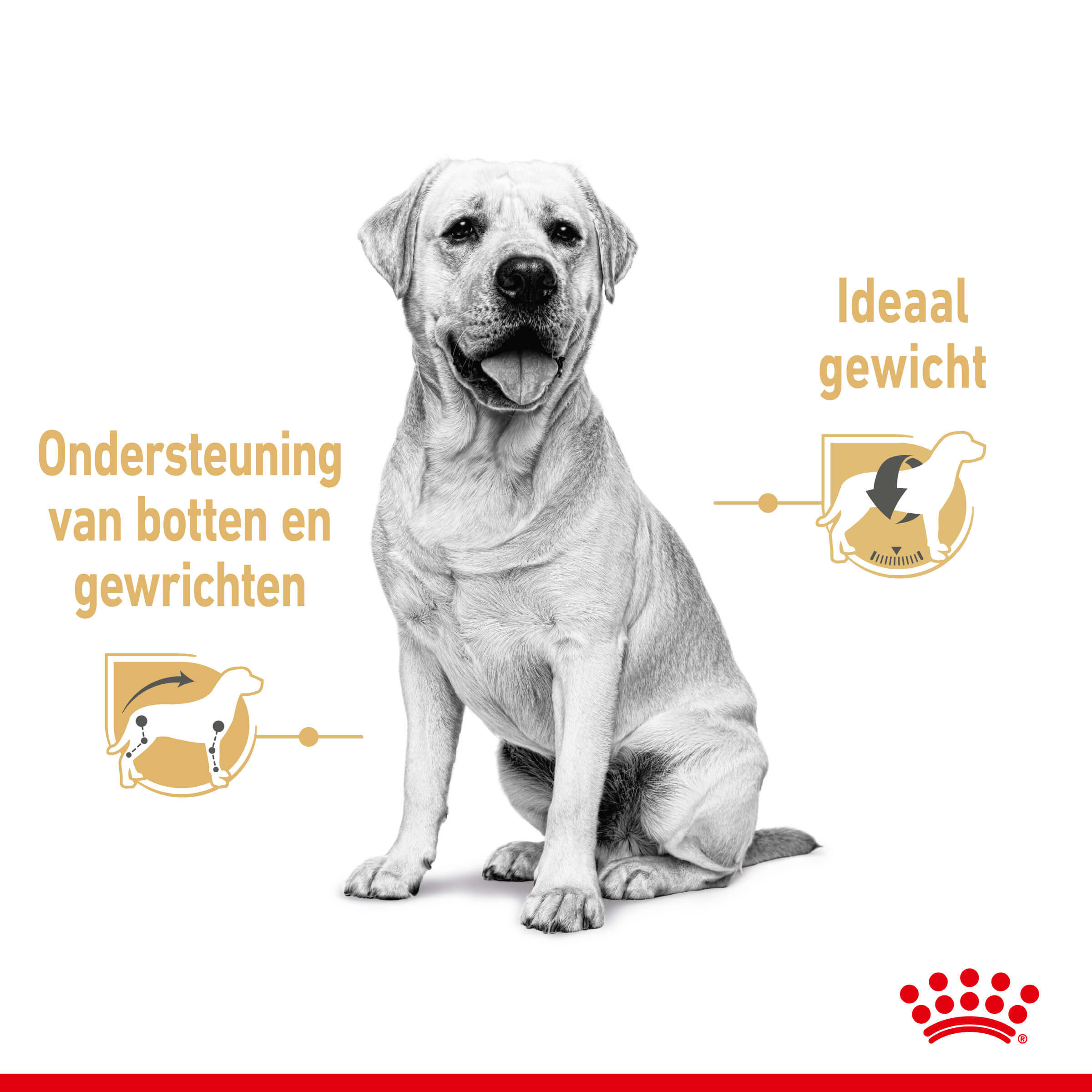 Royal Canin Adult Labrador Retriever natvoer