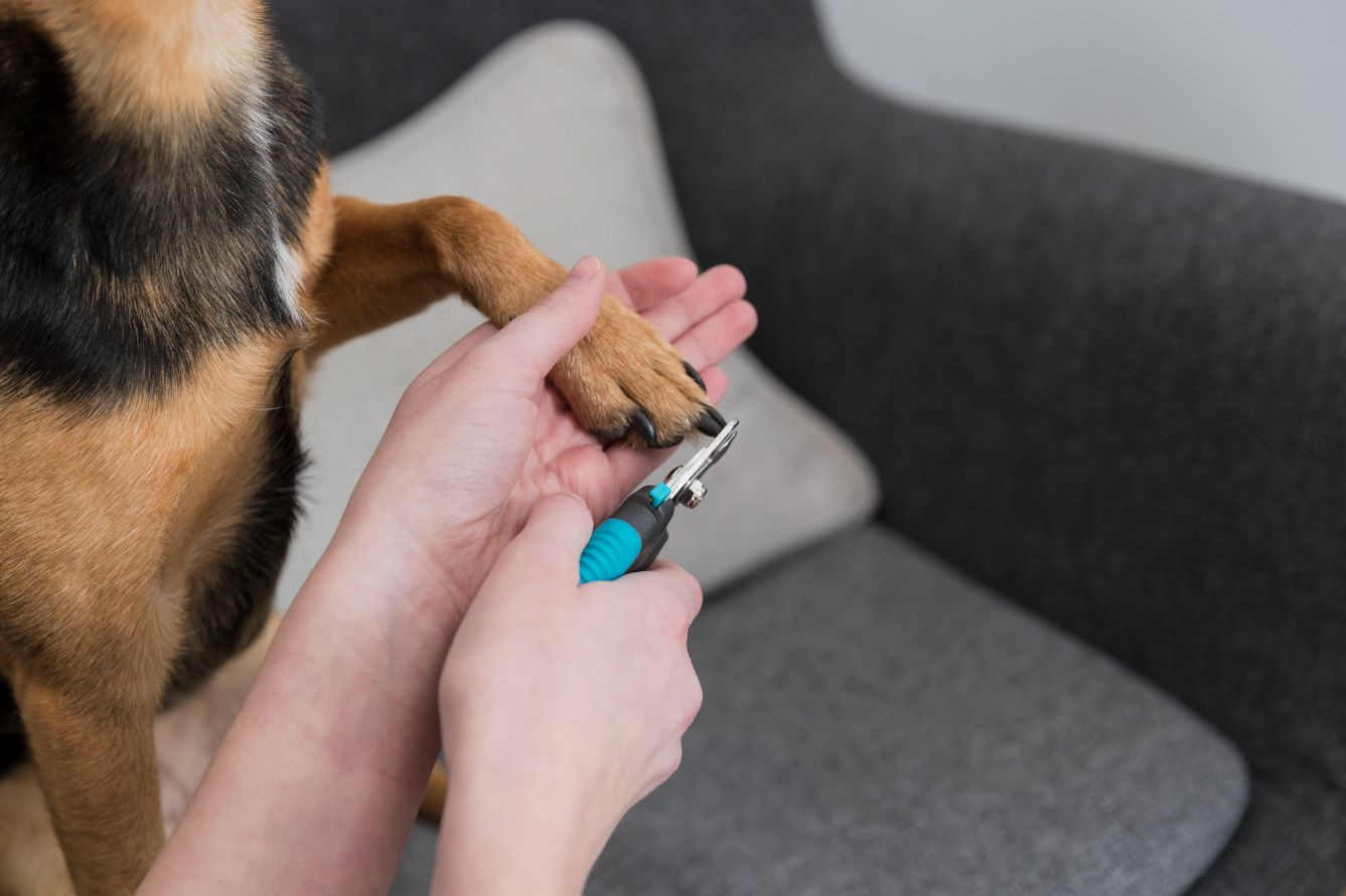 Nageltang klein voor de hond