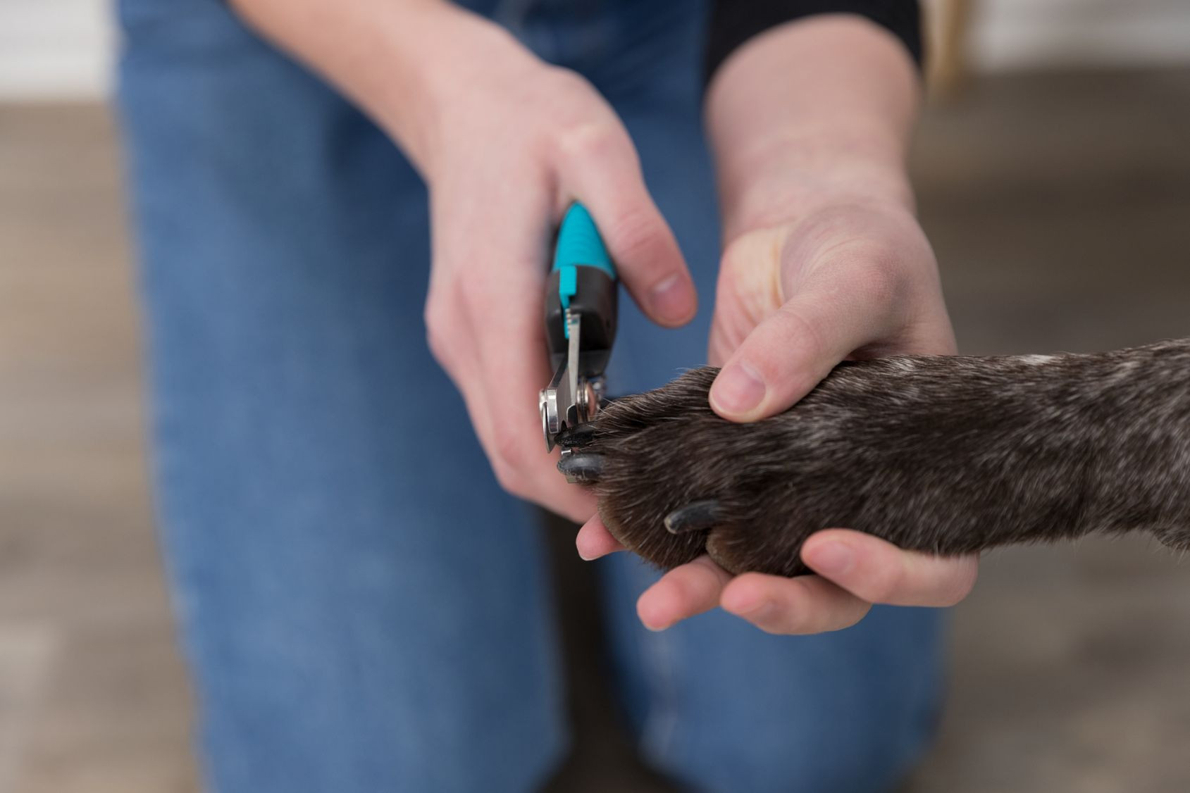 Nagelschaar groot voor de hond