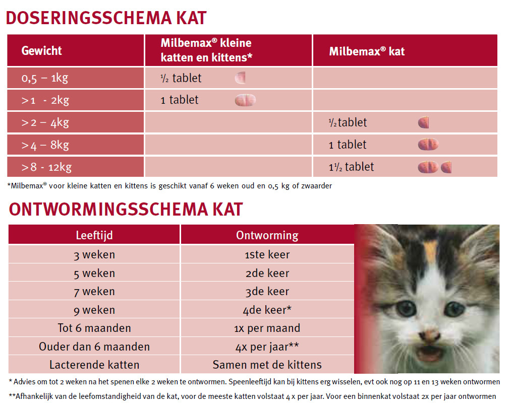 zuur Kilometers Chromatisch Goedkope ontworming voor de kat: Milbemax kleine katten en kittens