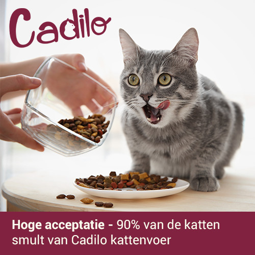 Cadilo Adult Grainfree w/Fresh Salmon - premium kattenvoer