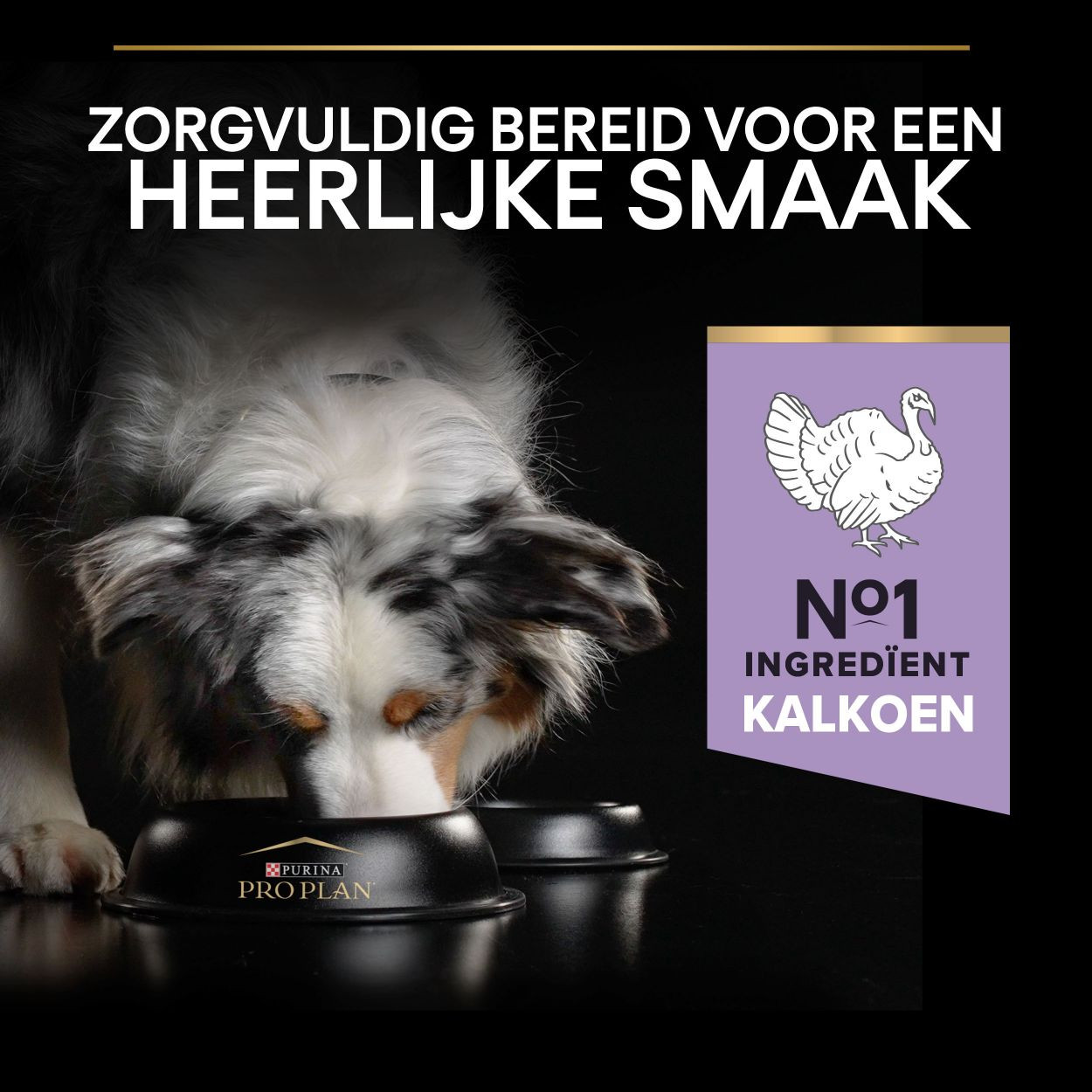 Beste hondenvoer, wat zijn de beste hondenvoer merken