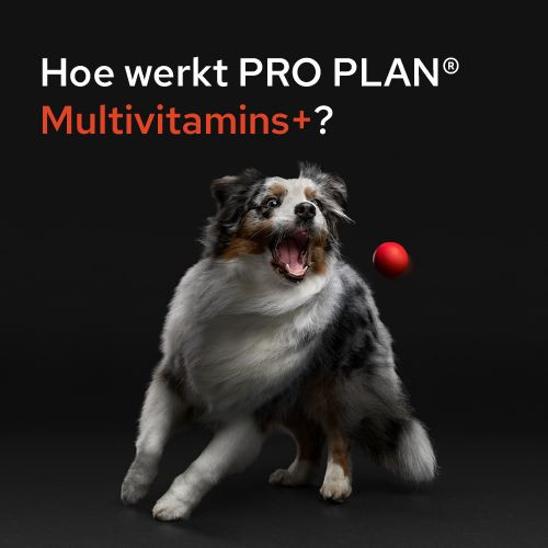 Purina Pro Plan Multivitamine voor honden (tabletten 67 g)