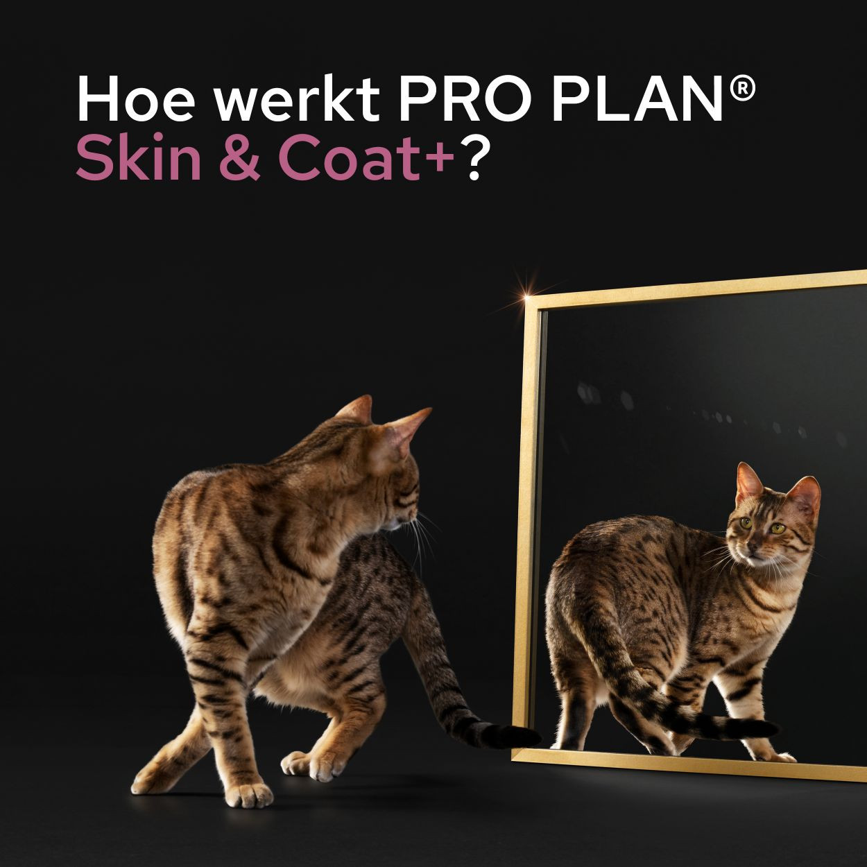 Purina Pro Plan Skin & Coat supplement voor katten (olie 150 ml)