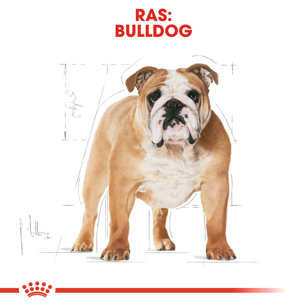 Royal Canin Adult Bulldog hondenvoer