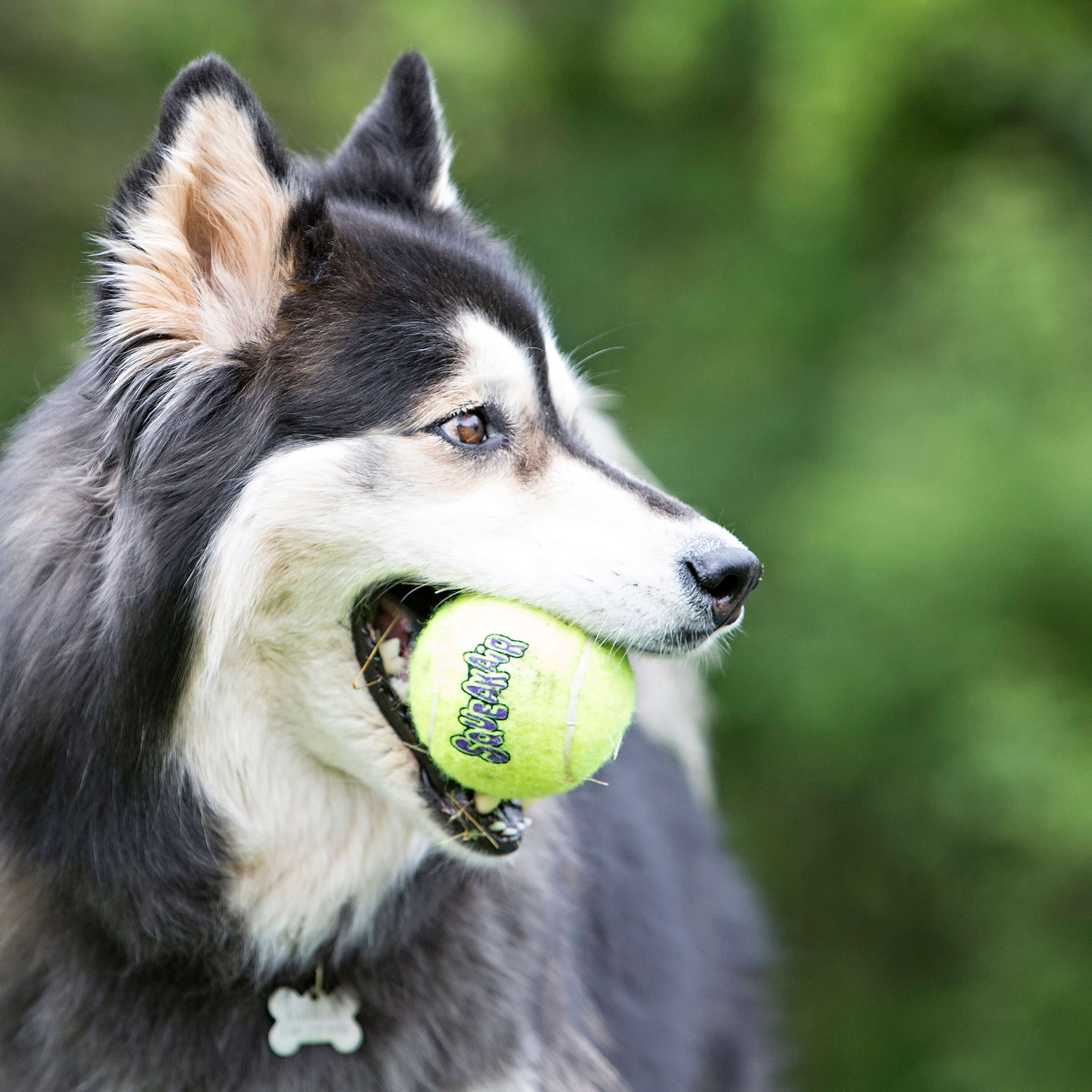 Kong Squeakair Balls voor de hond