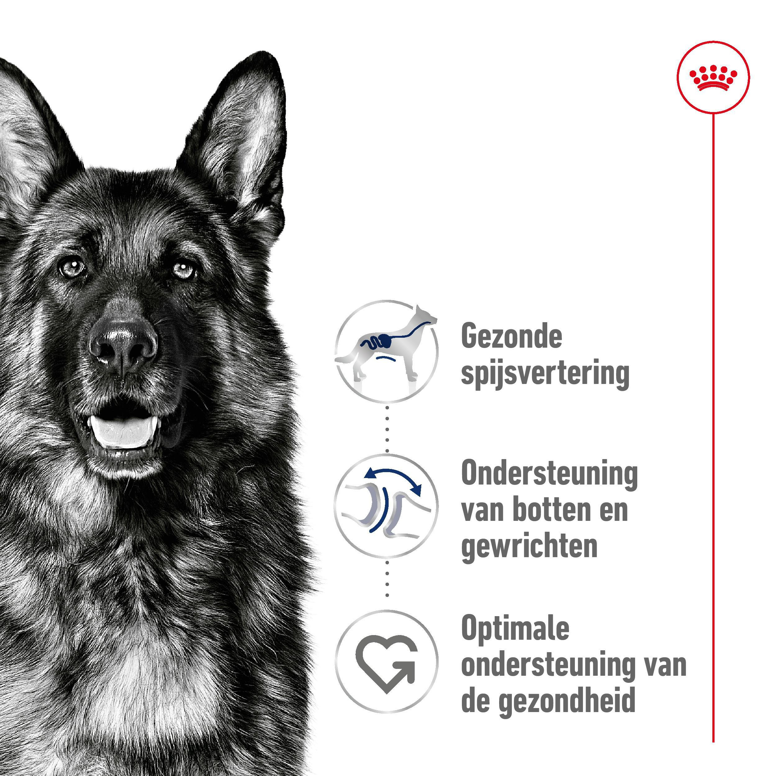 Royal Canin Maxi adult Hondenvoer