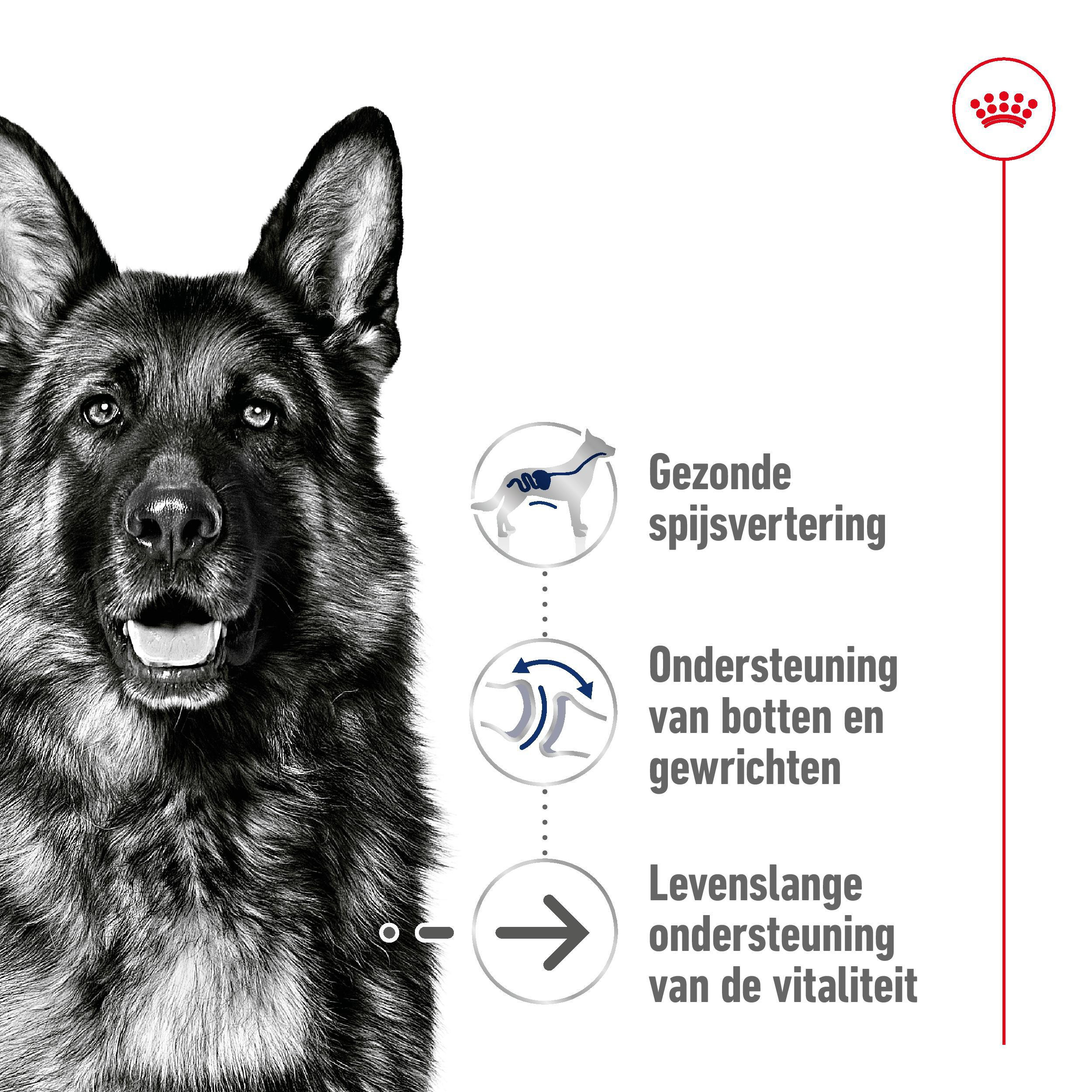 Royal Canin Maxi Ageing 8+ hondenvoer