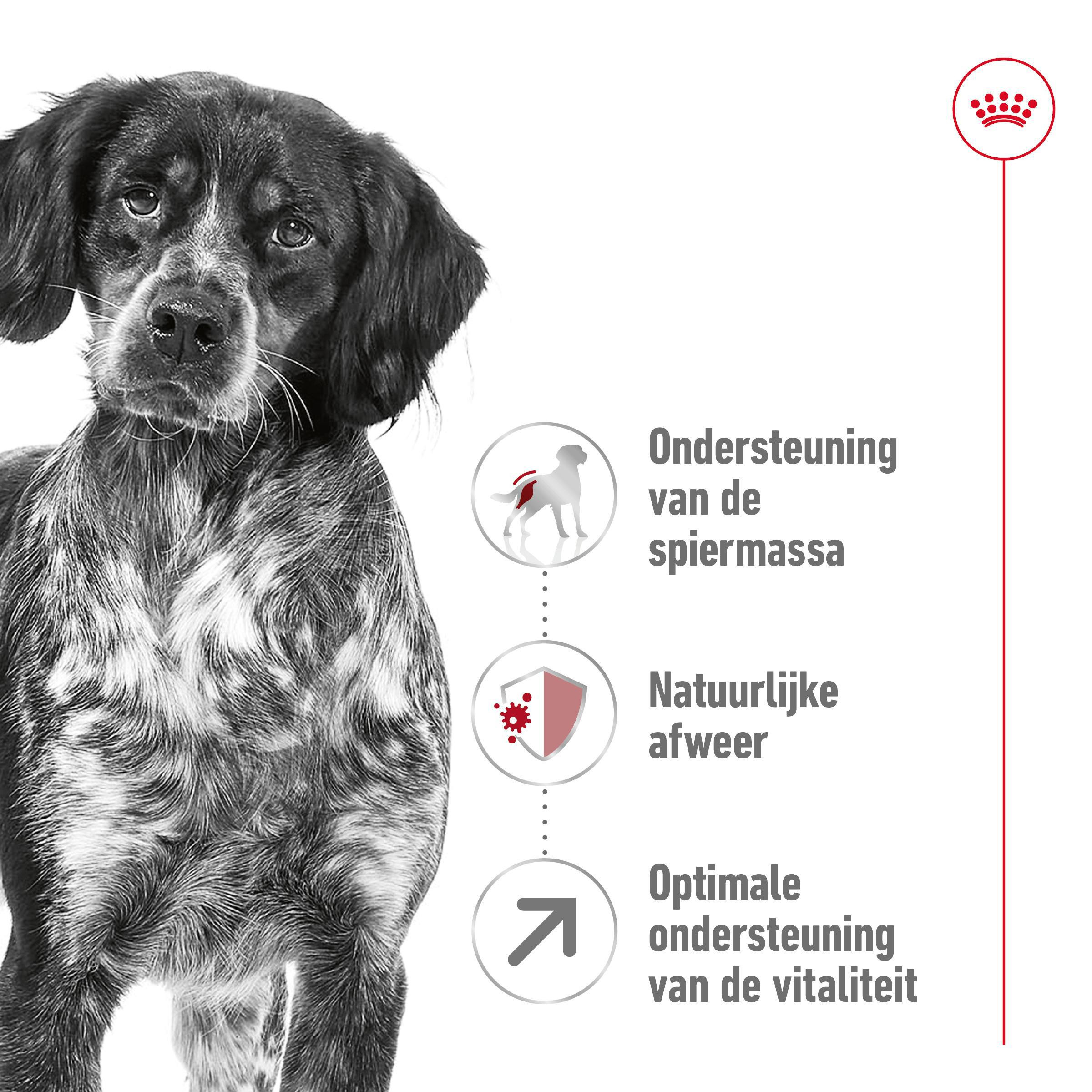 Royal Canin Medium Adult 7+ hondenvoer