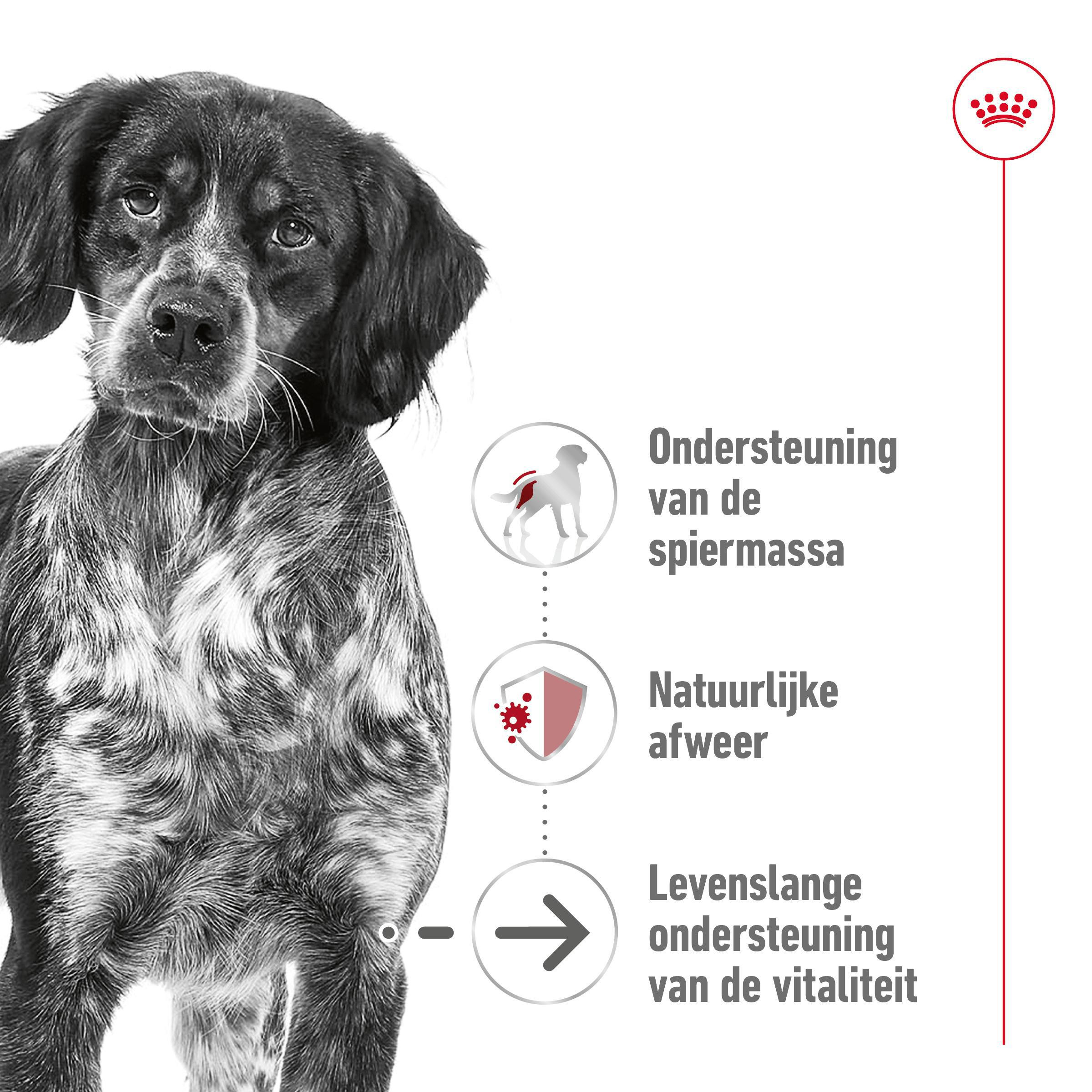 Royal Canin Medium Ageing 10+ hondenvoer