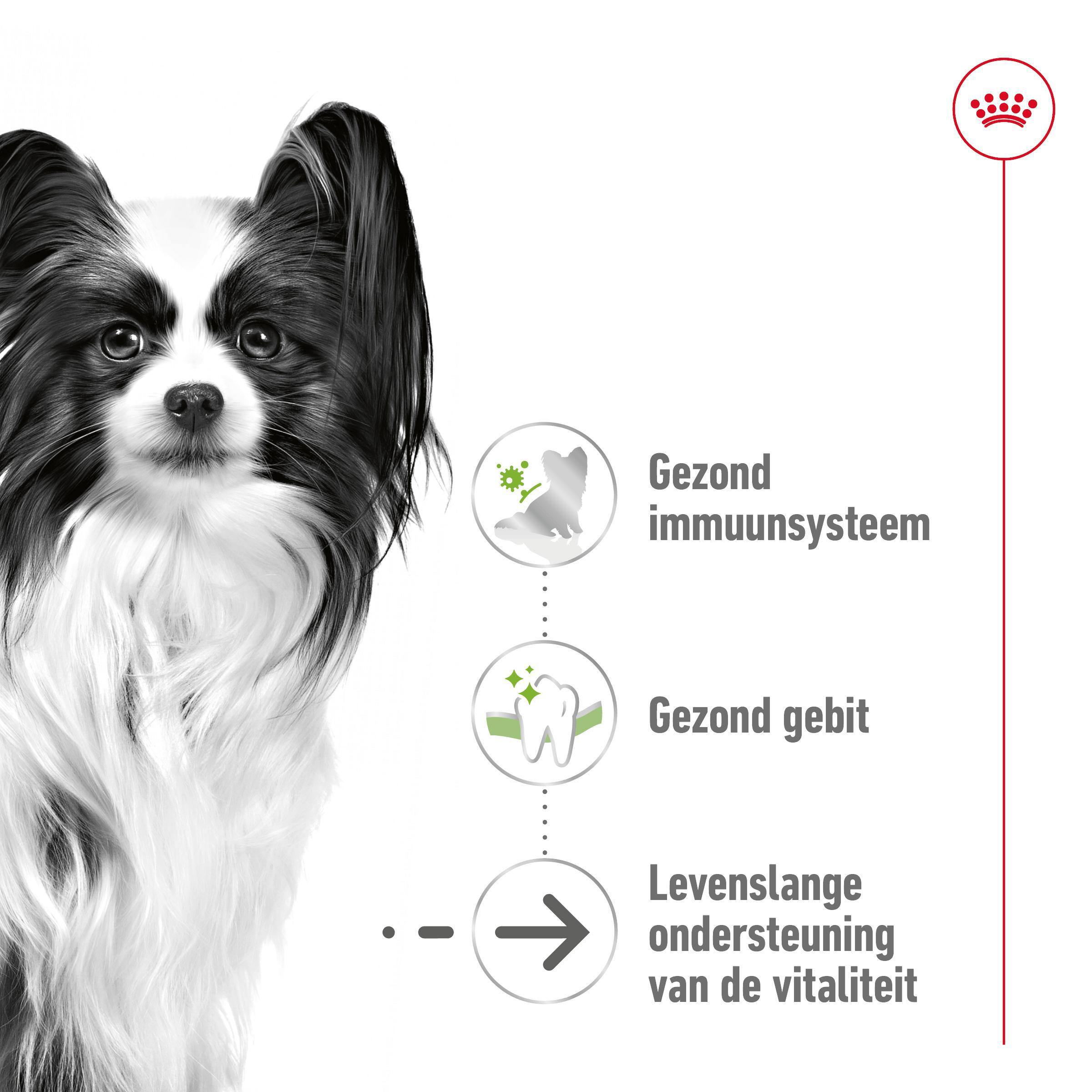 Royal Canin X-Small Ageing 12+ hondenvoer