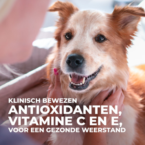 Hill's Adult Advanced Fitness Truthahn (in Dosen) Hundefutter 