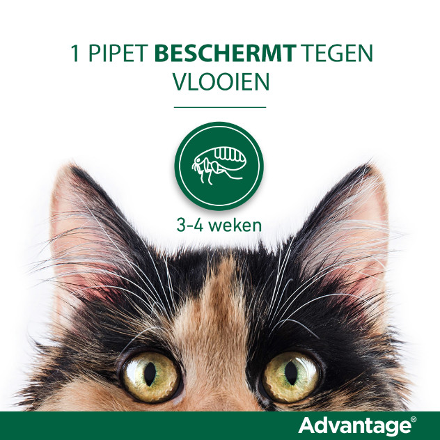 Advantage Nr. 40, Vlooienmiddel voor katten