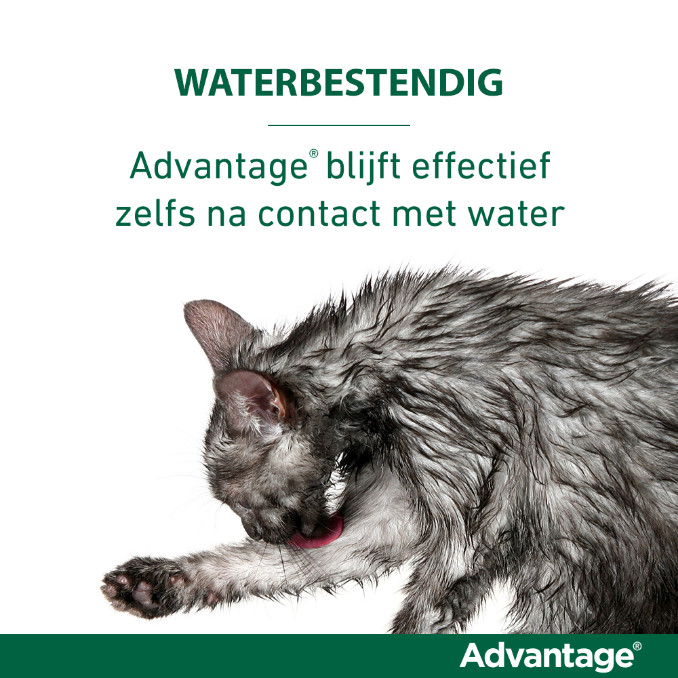Advantage Nr. 40, Vlooienmiddel voor katten