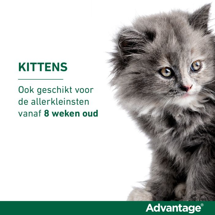 Advantage Nr. 40, Vlooienmiddel voor katten