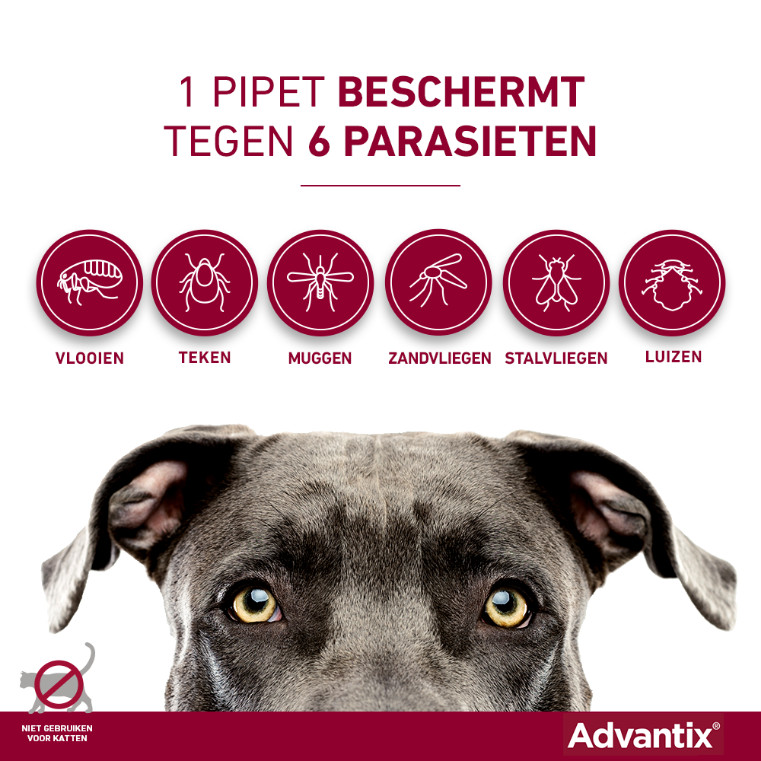 Advantix 100/500 voor honden van 4 tot 10 kg