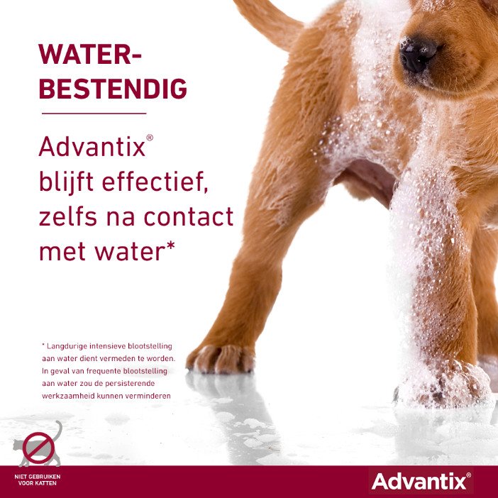 Advantix 100/500 voor honden van 4 tot 10 kg