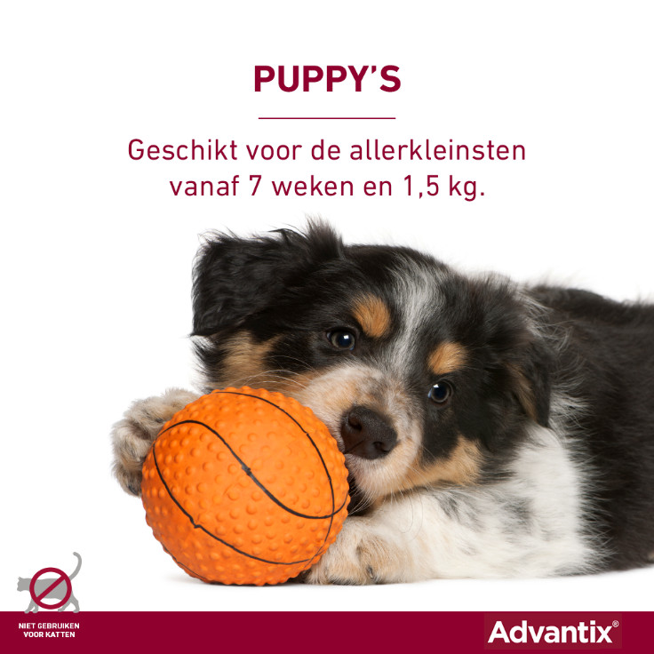 Advantix 40/200 voor honden tot 4 kg