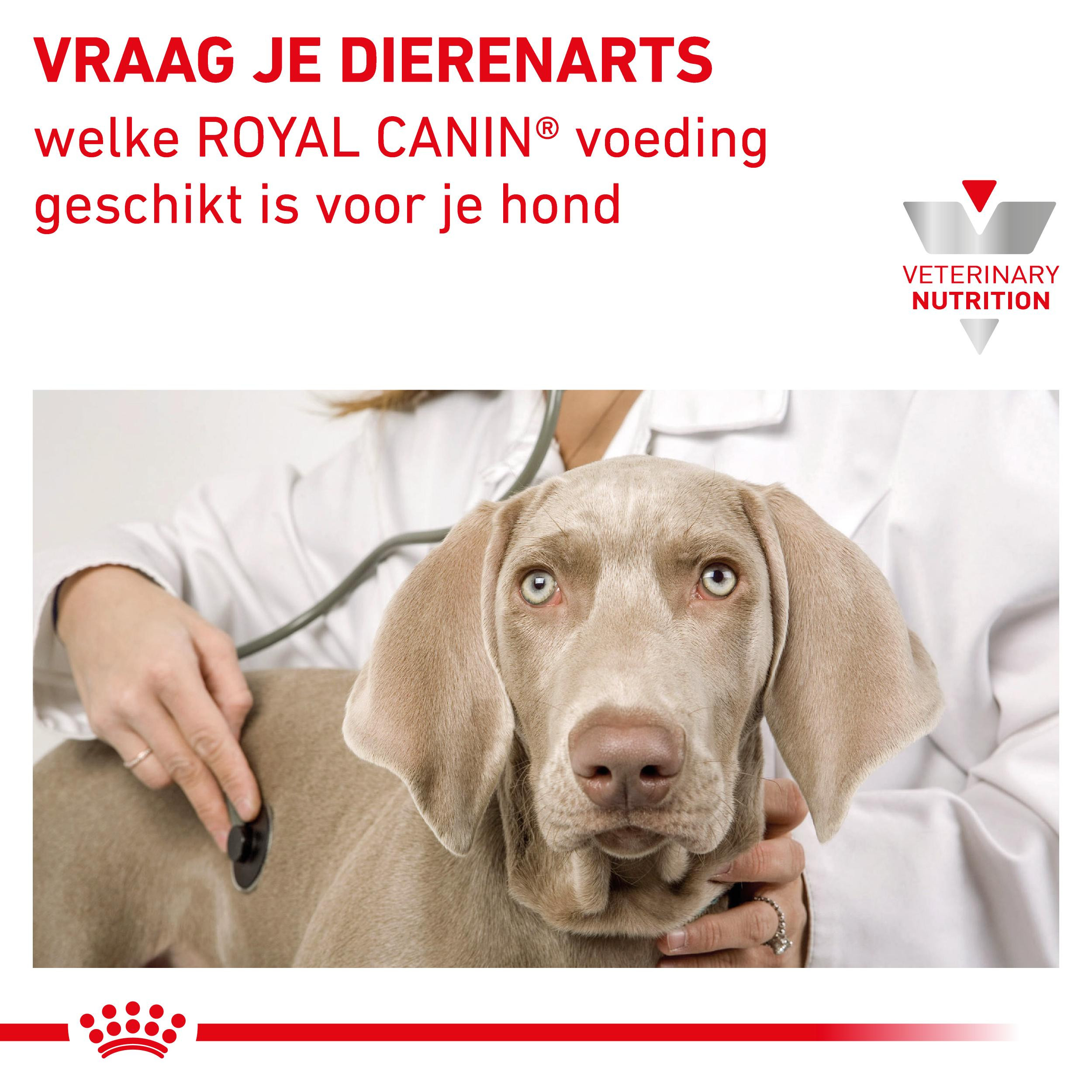 Royal Canin Renal Dog