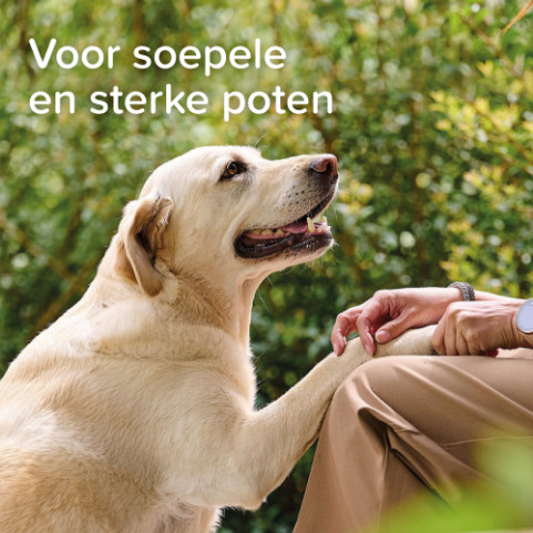 Beaphar Voetzolenspray voor de hond
