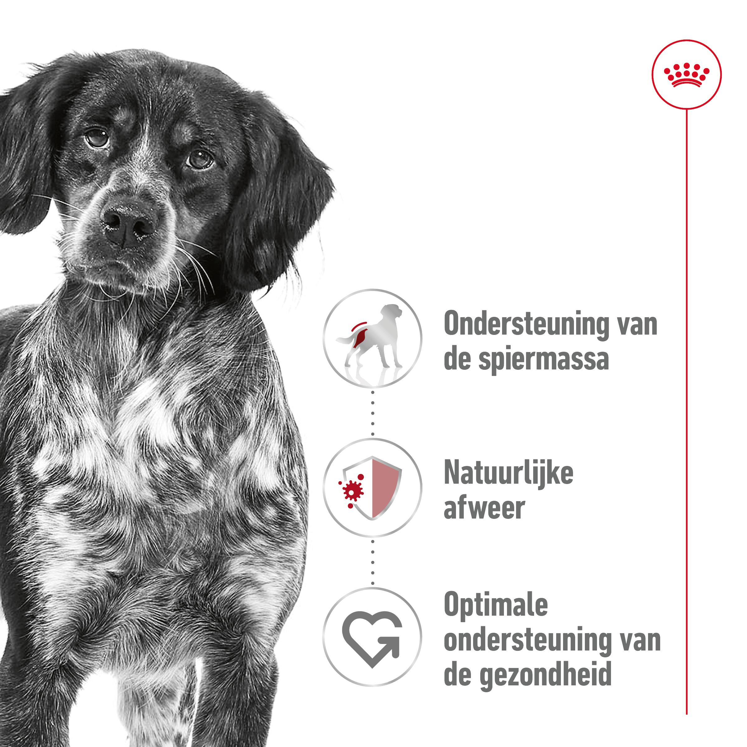 Royal Canin Medium Adult Loaf natvoer hond