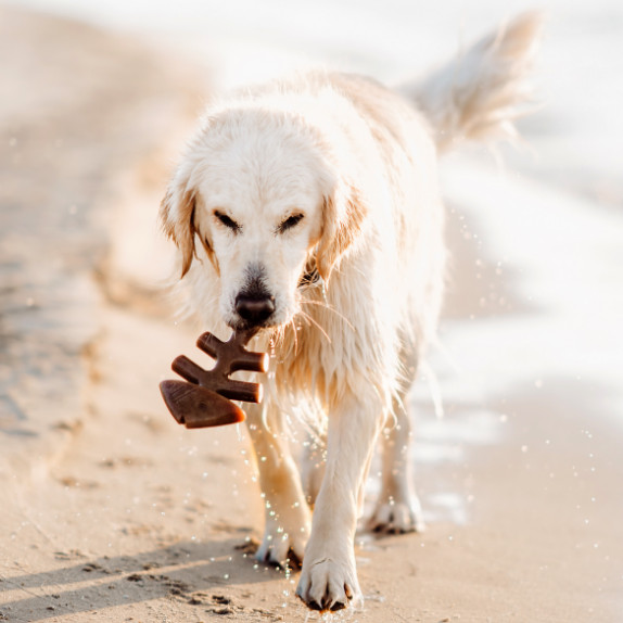 Benebone Fishbone nylon kauwspeelgoed hond (zalmsmaak)