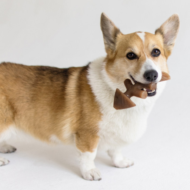 Benebone Fishbone nylon kauwspeelgoed hond (zalmsmaak)