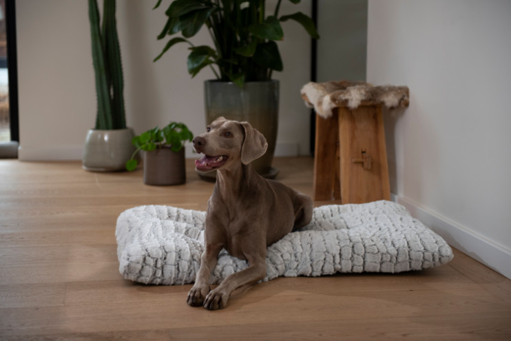 Jack & Vanilla Snakeskin hondenkussen