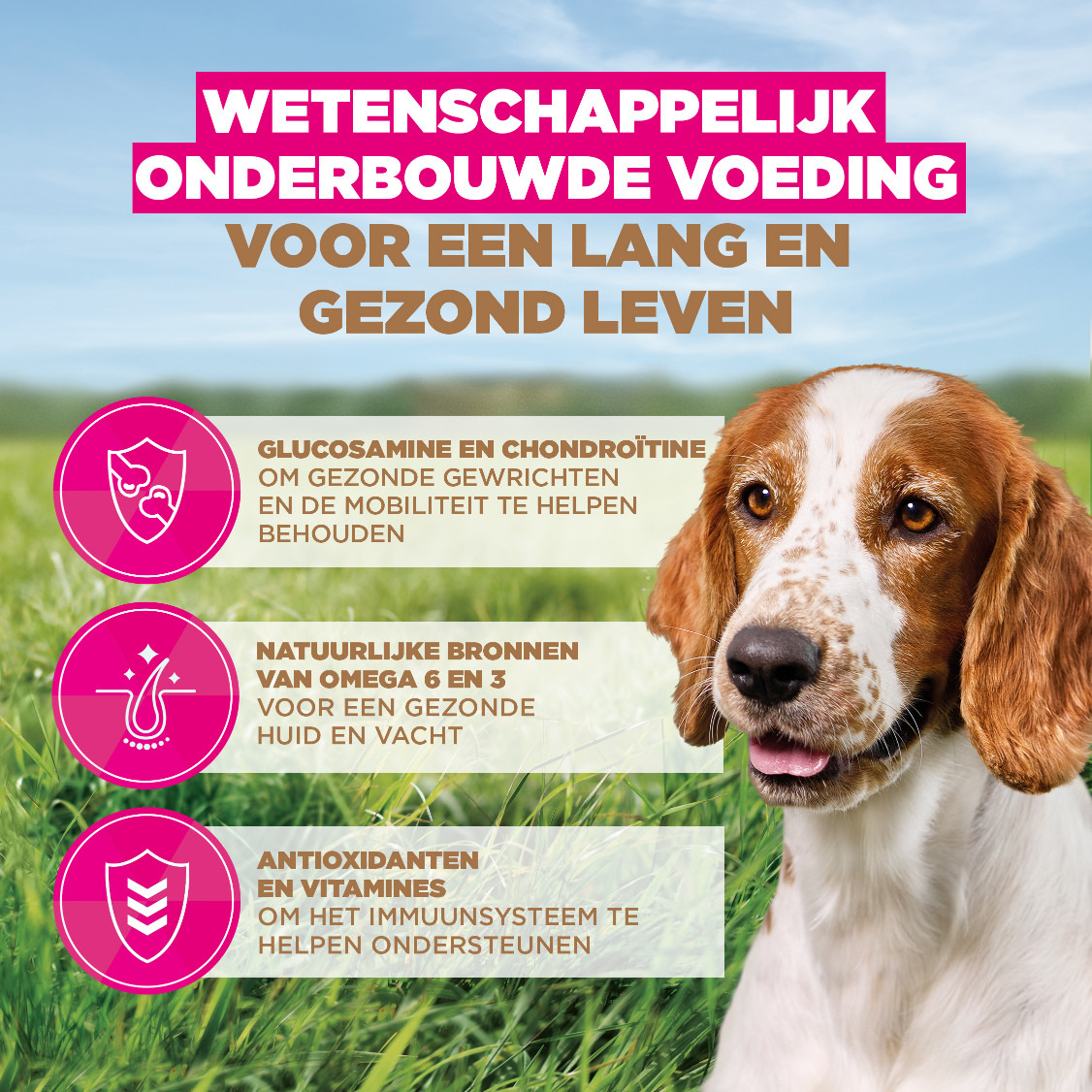 Eukanuba Senior Small & Medium met oceaanvis graanvrij hondenvoer