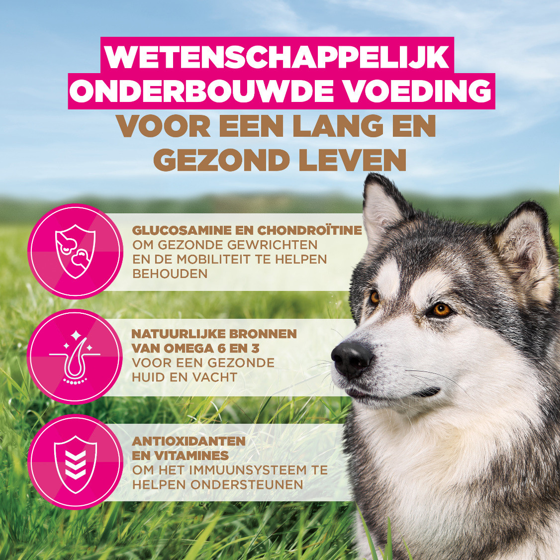 Eukanuba Senior Large met oceaanvis graanvrij hondenvoer