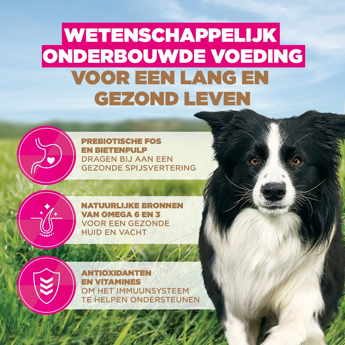Eukanuba Adult Small & Medium kip graanvrij hondenvoer