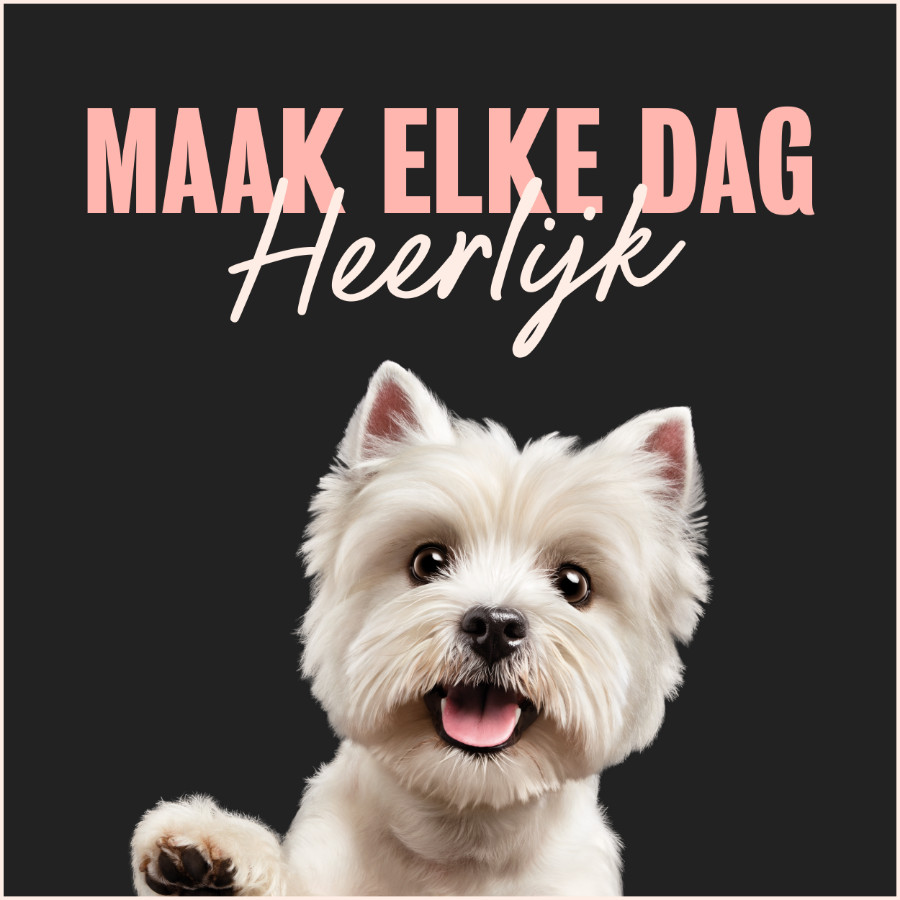 Cesar Classic Mix Paté multipack natvoer hond maaltijdkuipjes 150gr