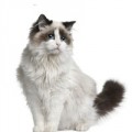 Ragdoll kattenvoer