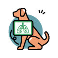 Luchtwegen en longen hond