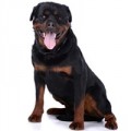 Rottweiler hondenvoer