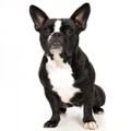 Franse Bulldog hondenvoer