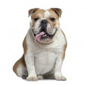 Engelse Bulldog hondenvoer