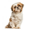 Shih Tzu hondenvoer