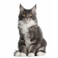 Maine Coon kattenvoer