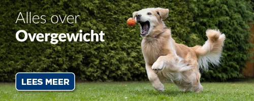 Blog: Heeft mijn hond of kat overgewicht?